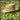 Dorfman Pacific - Murray Rush Gambler Straw Sun Hat - Stock Image